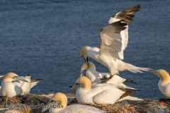 Helgoland-Basstoelpel-Z9-222886