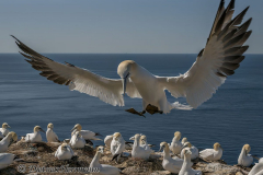 Helgoland-Basstoelpel-Z9-223782