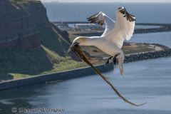 Helgoland-Basstoelpel-Z9-224328