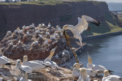 Helgoland-Basstoelpel-Z9-224340