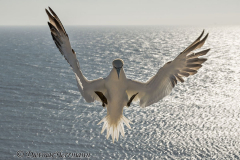 Helgoland-Basstoelpel-landet-Z9-201717