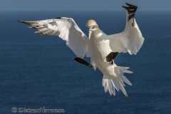 Helgoland-Basstoelpel-landet-Z9-202549