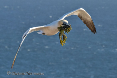 Helgoland-Basstoelpel-landet-Z9-203190