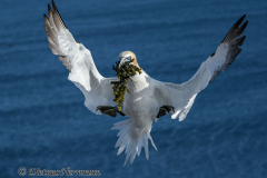 Helgoland-Basstoelpel-landet-Z9-203475