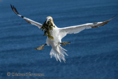 Helgoland-Basstoelpel-landet-Z9-203477