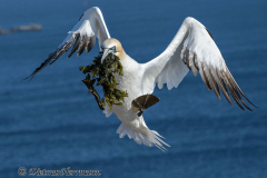 Helgoland-Basstoelpel-landet-Z9-203480