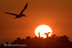 Helgoland-Sonnenuntergang-Basstoelpel-Z9-210408