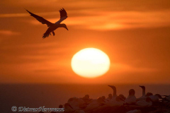 Helgoland-Sonnenuntergang-Basstoelpel-Z9-212958