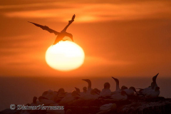 Helgoland-Sonnenuntergang-Basstoelpel-Z9-212965