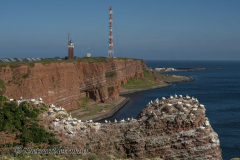 Helgoland-Basstoelpel-Z7II-134864