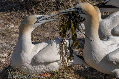 Helgoland-Basstoelpel-Z7II-134996-crop