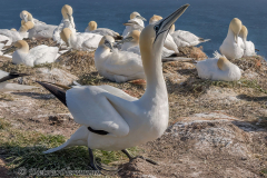 Helgoland-Basstoelpel-Z7II-135006