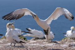 Helgoland-Basstoelpel-Z7II-135352