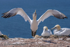 Helgoland-Basstoelpel-Z7II-135364