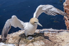 Helgoland-Basstoelpel-Z7II-135434