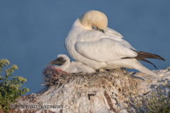 Helgoland-Basstoelpel-Z7II-135751-crop