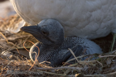 Helgoland-Basstoelpel-Z7II-137030