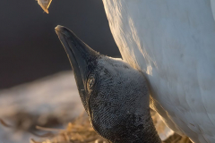 Helgoland-Basstoelpel-Z7II-137044