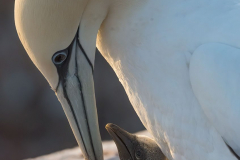 Helgoland-Basstoelpel-Z7II-137055