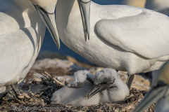 Helgoland-Basstoelpel-Z7II-137811