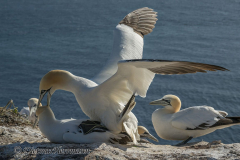 Helgoland-Basstoelpel-Z9-202110