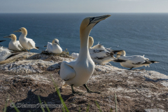 Helgoland-Basstoelpel-Z9-202245