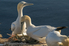 Helgoland-Basstoelpel-Z9-208825