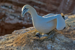 Helgoland-Basstoelpel-Z9-211464