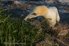 Helgoland-Basstoelpel-Z9-211687