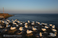 Helgoland-Basstoelpel-Z9-212063