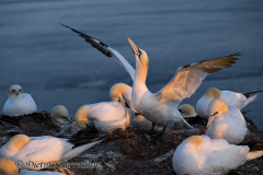 Helgoland-Basstoelpel-Z9-212491