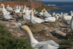 Helgoland-Basstoelpel-Z9-214645