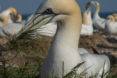 Helgoland-Basstoelpel-Z9-214694