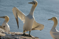 Helgoland-Basstoelpel-Z9-214733_2