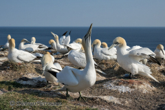 Helgoland-Basstoelpel-Z9-214796