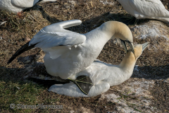 Helgoland-Basstoelpel-Z9-214957