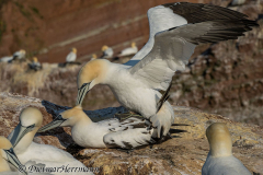 Helgoland-Basstoelpel-Z9-215514