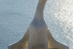 Helgoland-Basstoelpel-Z9-220598