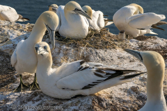 Helgoland-Basstoelpel-Z9-220624