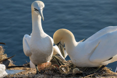Helgoland-Basstoelpel-Z9-220887