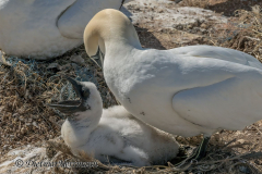 Helgoland-Basstoelpel-Z9-224037-crop