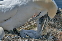 Helgoland-Basstoelpel-Z9-224869-crop