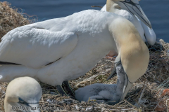 Helgoland-Basstoelpel-Z9-224879