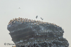 Helgoland-Lange-Anna-Z9-217526