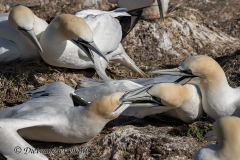 Helgoland-Basstoelpel-Z7II-134888