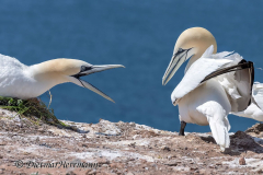 Helgoland-Basstoelpel-Z7II-135274