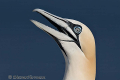 Helgoland-Basstoelpel-Z7II-137782_2