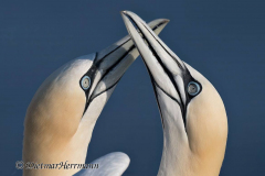 Helgoland-Basstoelpel-Z7II-137800-crop_2