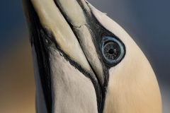 Helgoland-Basstoelpel-Z7II-137840