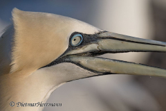 Helgoland-Basstoelpel-Z7II-137848